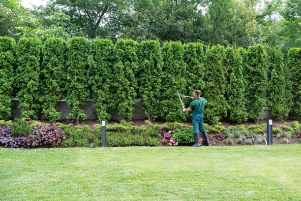 Best Local Tree Services  in Johns Creek, GA